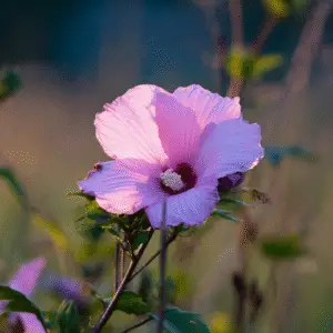Pink flower with delicate petals