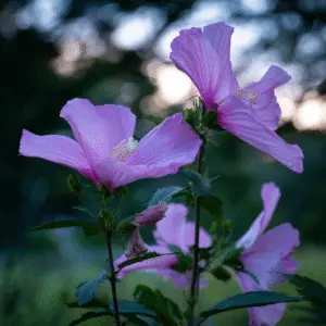 Pink hibiscus flowers in soft light