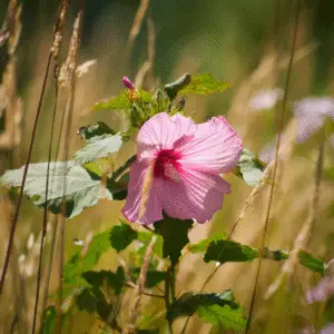 Pink hibiscus flower among tall grass