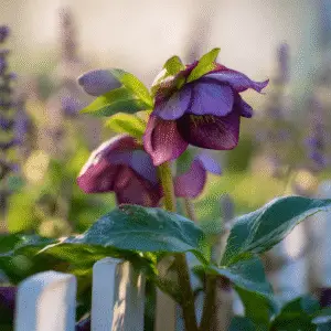 Hellebore (Helleborus hybridus) Flower