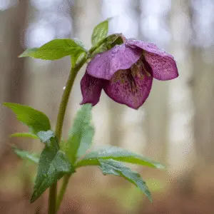 Hellebore (Helleborus hybridus) Flower