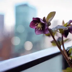 Lenten Rose (Hellebore)