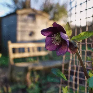 Lenten Rose (Hellebore)