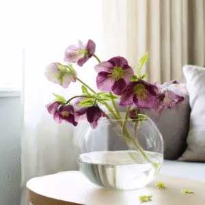Hellebore (Helleborus hybridus) Flower