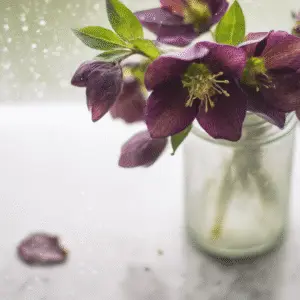 Lenten Rose (Hellebore)
