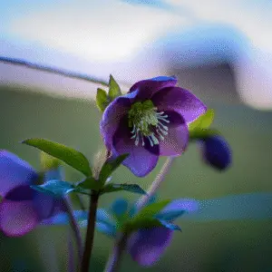Lenten Rose (Hellebore)