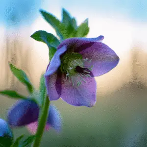 Hellebore (Helleborus hybridus) Flower