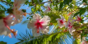 Hibiscus (11)