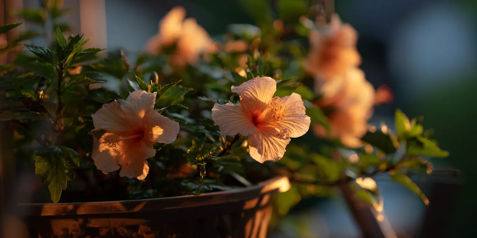 Balcony hibiscus in pots, peach flowers, warm sunset light.