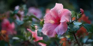 Single pink hibiscus flower with a long staminal column and green leaves