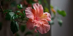 Hibiscus (22)