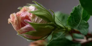 Hibiscus (8)