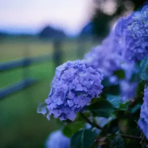 Bigleaf Hydrangea