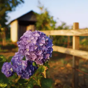 Hydrangea (Hydrangea macrophylla) Flower