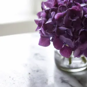 Bigleaf Hydrangea