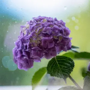 Hydrangea (Hydrangea macrophylla) Flower