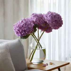 Hydrangea (Hydrangea macrophylla) Flower