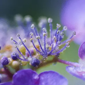 Bigleaf Hydrangea