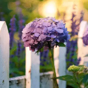 Hydrangea (Hydrangea macrophylla) Flower