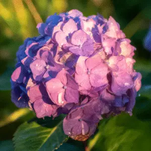 Bigleaf Hydrangea