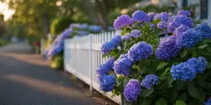 Hydrangea macrophylla (12)