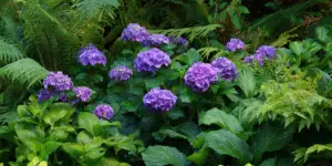 Hydrangea macrophylla (2)