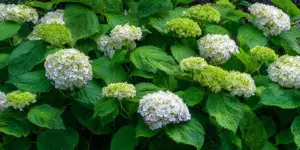 Hydrangea macrophylla (3)