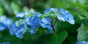 Hydrangea macrophylla (4)