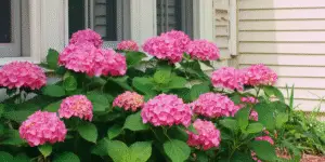 Hydrangea macrophylla (5)