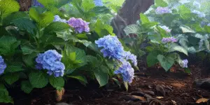 Hydrangea macrophylla (6)