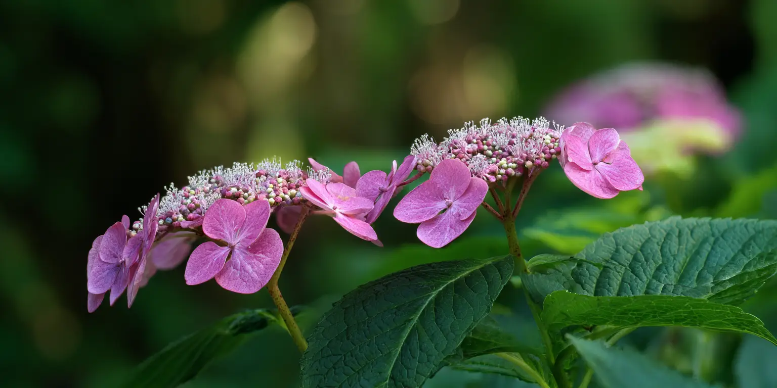 Lacecap hydrangea flowers, pink sepals, clustered buds.