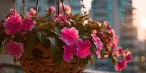 Impatiens Flower (10)