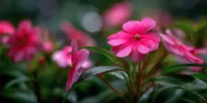 Impatiens Flower (8)
