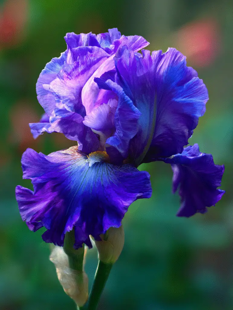 Bearded iris close-up, ruffled violet petals, golden beard