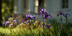 Siberian irises in meadow, evening light, tall grassy foliage.