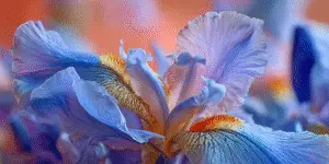 Iris Flower
