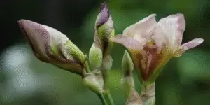 Iris Flower