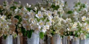 Bunches of white jasmine flowers with yellow centres and green leaves arranged in galvanized metal buckets