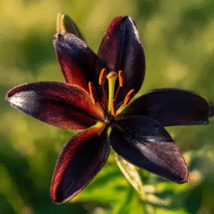 Landini Asiatic Lily Flower