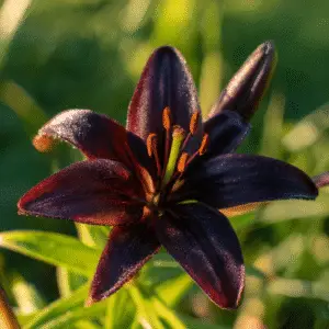 Landini Asiatic Lily Flower