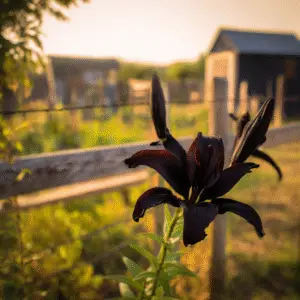 Landini Asiatic Lily