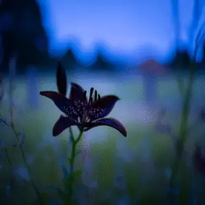 Landini Asiatic Lily Flower