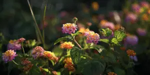 Lantana (18)