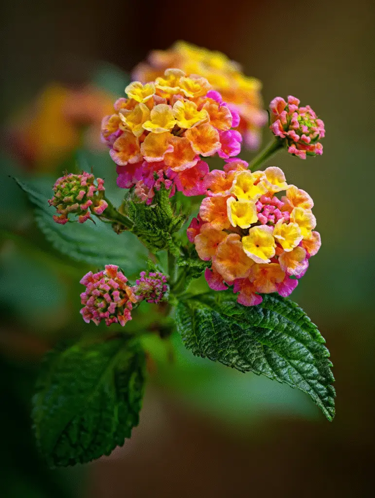 Lantana close-up, yellow-orange-pink clusters, textured leaves.