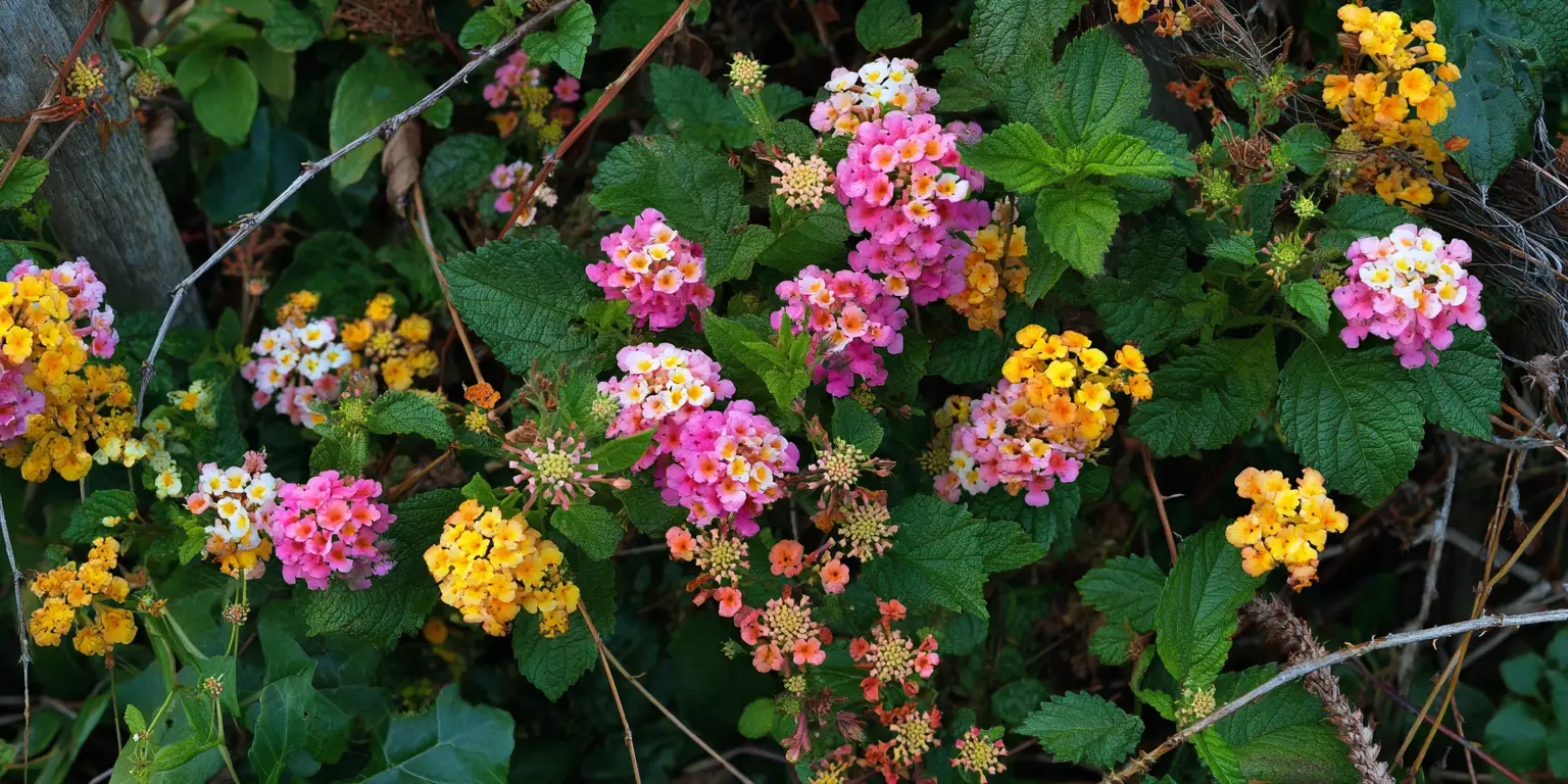 Lantana shrub mass, multicolored clusters, dark green foliage.