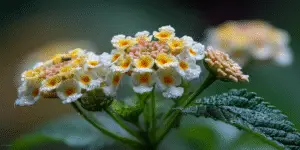 Lantana (23)