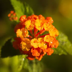 Vibrant orange and yellow flower cluster.