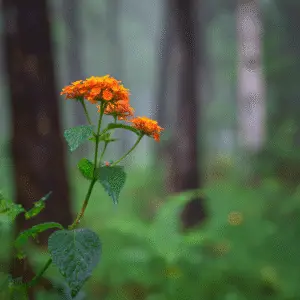 Vibrant orange flowers in misty forest