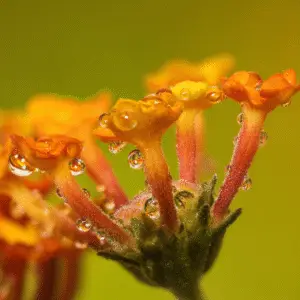 Colorful flowers with water droplets
