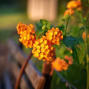 Vibrant orange flowers near wooden bench